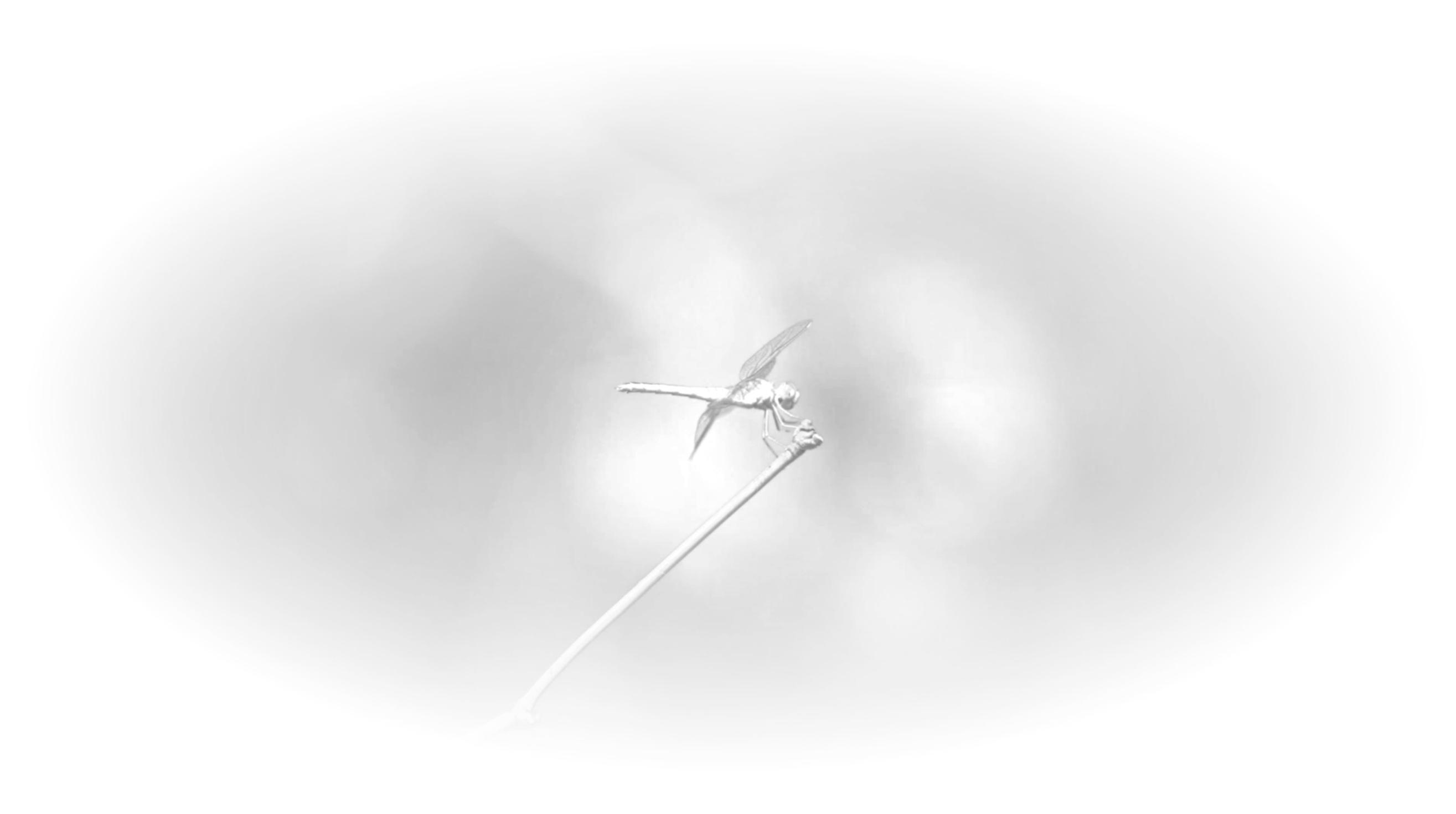 Dragonfly background